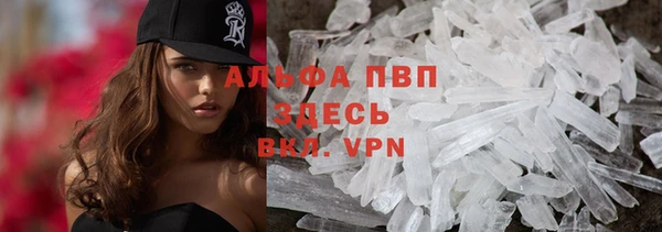 сатива Новозыбков
