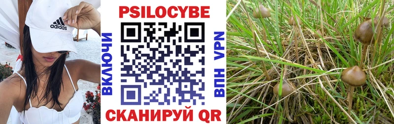 дарк нет какой сайт  Кораблино  Галлюциногенные грибы Cubensis 